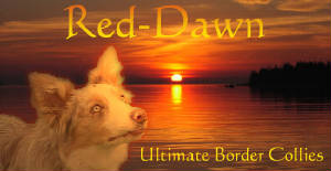Click here to go to Red Dawn Border Collies site!!